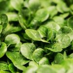 Zelný Salát s Červenou Řepou: Paleo Recept na Barevnou a Zdravou Přílohu