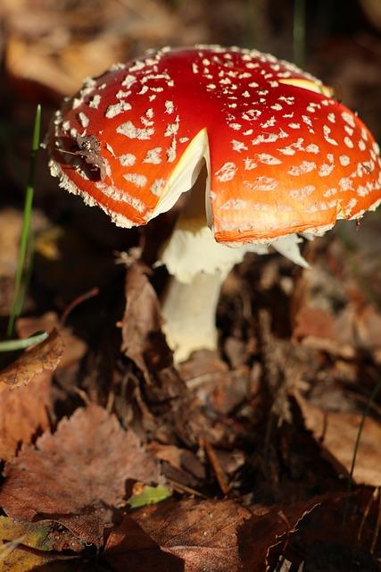 Rizika spojená s nesprávným léčením různých stupňů celiakie