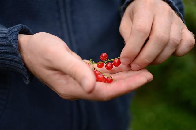 Důležité ingredience pro výrobu lahodných svačinek