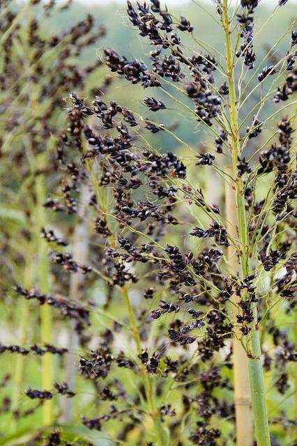 Speciální případy v léčbě celiakie: Co dělat v případě těhotenství nebo stáří