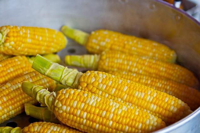 Možná rizika spojená s konzumací kukuřice a lepku