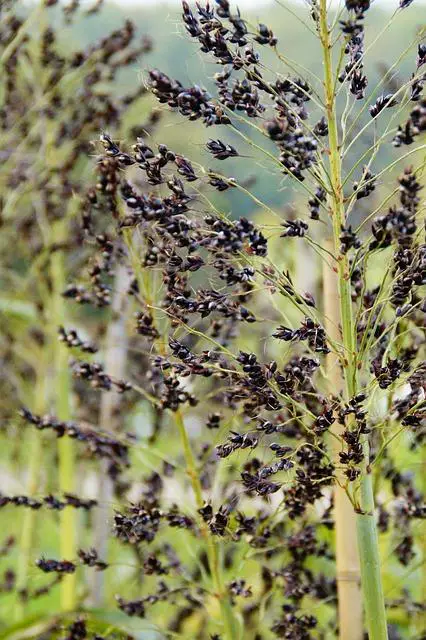 Možné komplikace spojené s celiakií a prevence jejich vzniku