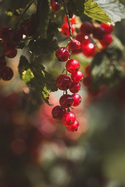 Zdravý Borůvkový Koláč: Recept Plný Antioxidantů!