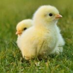 Kuře se Zeleninou na Omáčce Piri Piri: Paleo Dobrodružství!