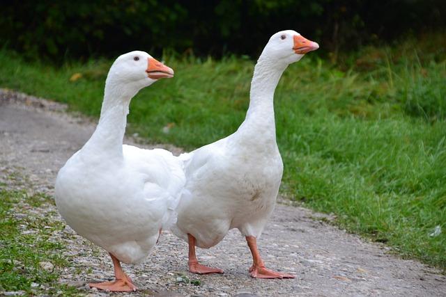 Pečená Segedínská Krkovička: Paleo Večeře, Která Vás Ohromí!