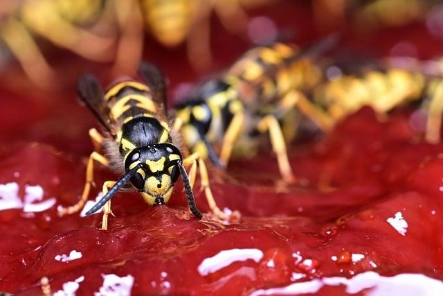 Zdravá marmeláda z jahod: Jak si vyrobit domácí marmeládu bez cukru