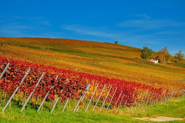 Vinařský doporučení k podávání Hovězího po Burgundsku