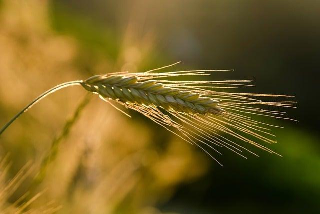 Obiloviny obsahující lepek: Co je lepek a proč je důležité ho identifikovat