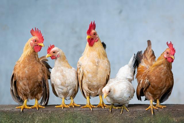 Jak vybrat kvalitní kuře pro recept na paleo pečené kuře