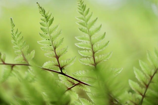 Tipy ‌pro přípravu osvěžujícího ⁣bílého zelného salátu