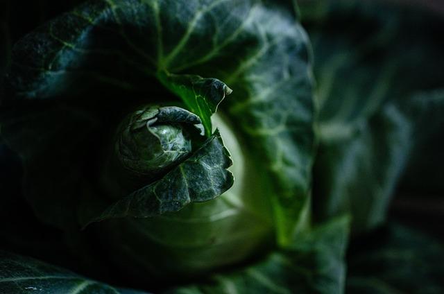 Skvělá volba pro vegetariány i milovníky syrových potravin