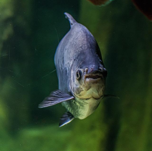 Rizika spojená s konzumací ovesných vloček pro lidi s celiakií