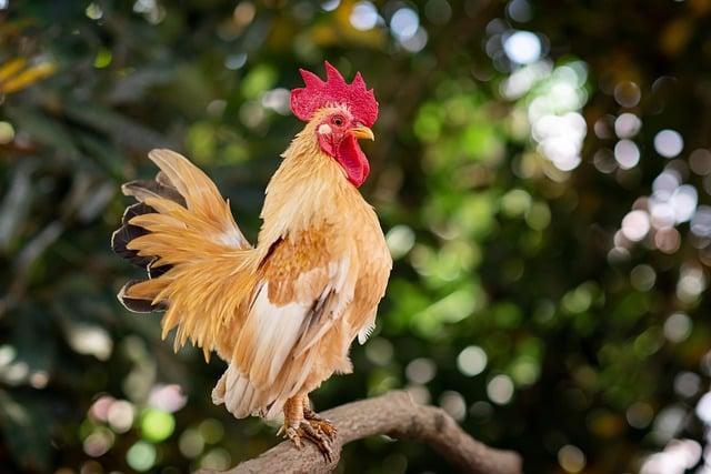 Recept na Kuře na Kysaném Zelí: Krok za Krokem