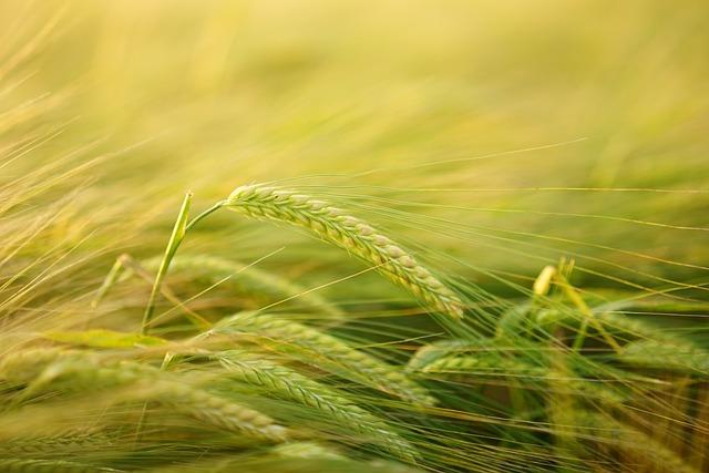 Obiloviny a gluten: co je třeba vědět