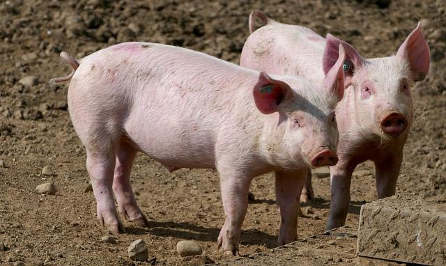 Vhodné přílohy a doplňky k Francouzskému cibulovému koláči