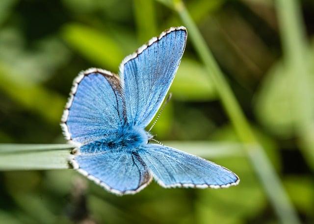 Ochutnejte rozmanitost příchutí vosích hnízd nízkotučných