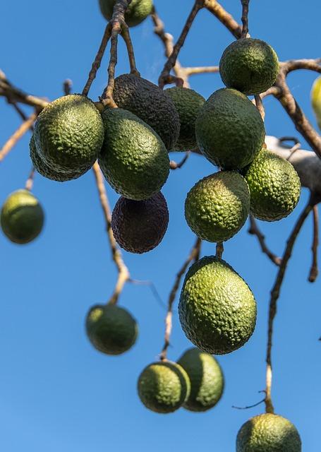 Avokádo jako dobrý zdroj energie a antioxidantů